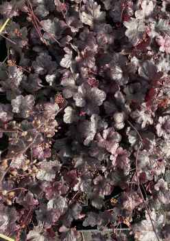 3 Obsidian Heuchera in 4 inch Size Containers/coral Bells